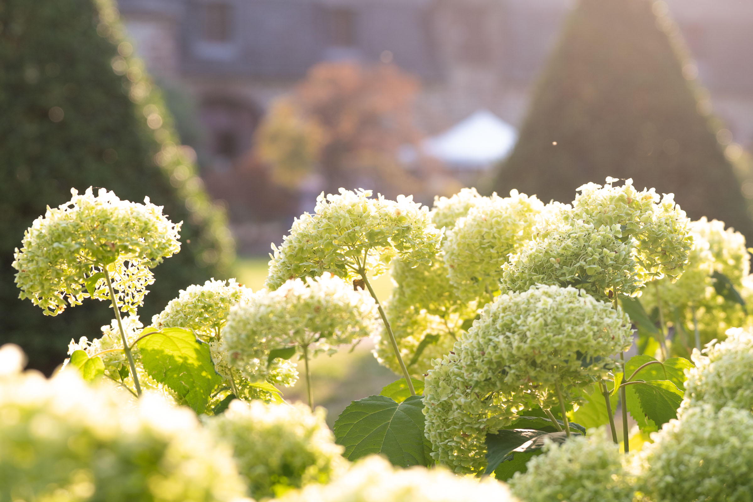 fleurs